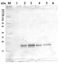 HSP16.9 | 16.9 kDa class I heat shock protein 2 in the group Antibodies for Plant/Algal / Environmental Stress / Heat shock at Agrisera AB (Antibodies for research) (AS12 2570)